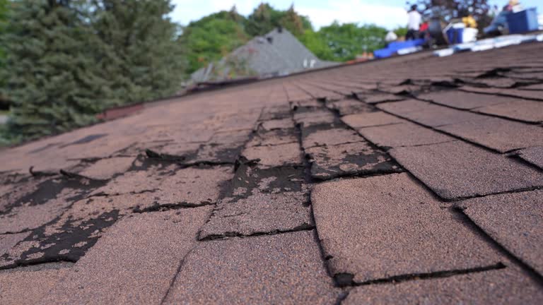 Best Roof Moss and Algae Removal  in Lake Park, FL